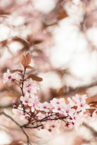 Blood plum in full bloom, Prunus cerasifera, red-leaved cherry plum Blood plum in full bloom, Prunus cerasifera, red-leaved cherry plum